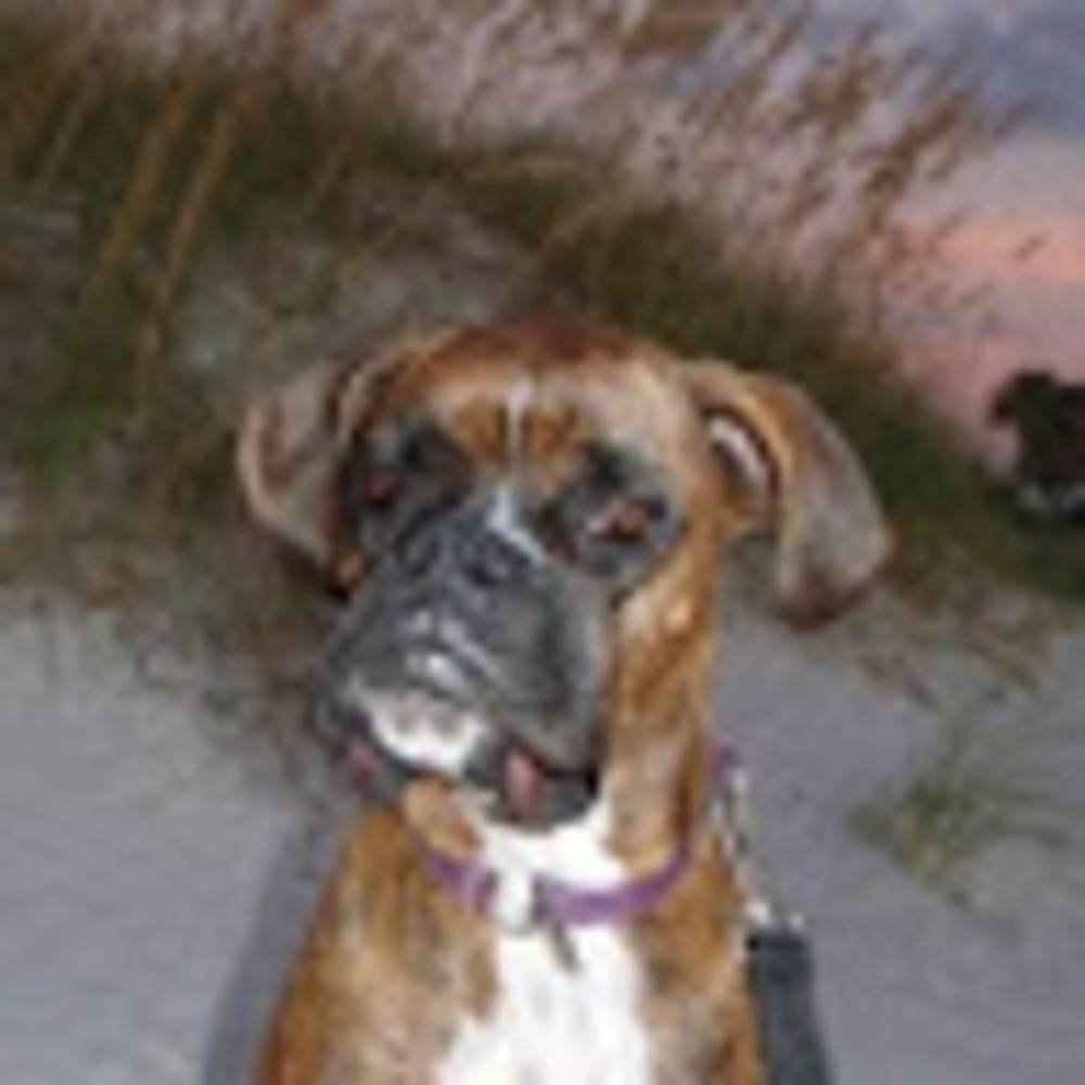 Meet your Posher, Shannon